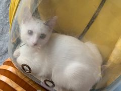 -伟伟宠物医院·瑞派猫友好医院·猫科(光谷店)