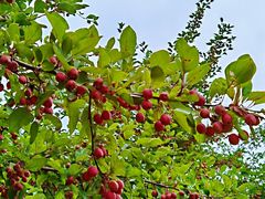 -大兴滨河森林公园