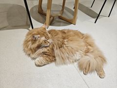 -藏猫猫咖啡主题馆(中央大道店)