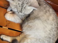 -李小姐の猫咖啡馆(五角场店)