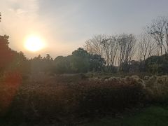 -贡湖湾湿地公园