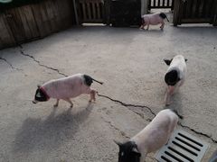 -前小桔亲子创意农场·草莓采摘·露营烧烤