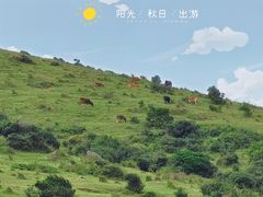 -大姆山草场