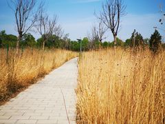 -野鸭湖国家湿地公园