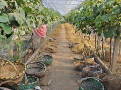 -马陆小张葡萄园农家乐