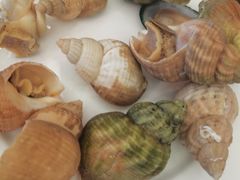 -前海华侨城JW万豪酒店·都会尚膳自助餐厅·熟成牛排海鲜酒水畅飨