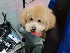 -宠福鑫康馨动物医院·骨科·眼科