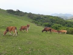 -大姆山草场