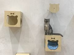 -猫色咖啡·猫咖