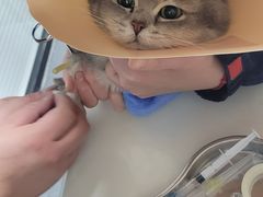 -伟伟宠物医院·CT影像中心·瑞派犬猫综合性门诊(汉口总院)