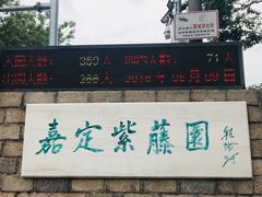 -嘉定紫藤园