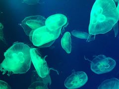 -成都浩海立方海洋公园