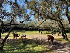 -奥兰多迪士尼动物王国乐园