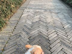 -桤木河湿地公园