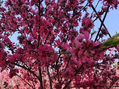 -南汇桃花村
