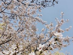 -西安青龙寺遗址景区