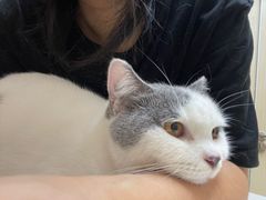 -安安宠医宠物医院·异宠·犬猫内科(岳阳分院)