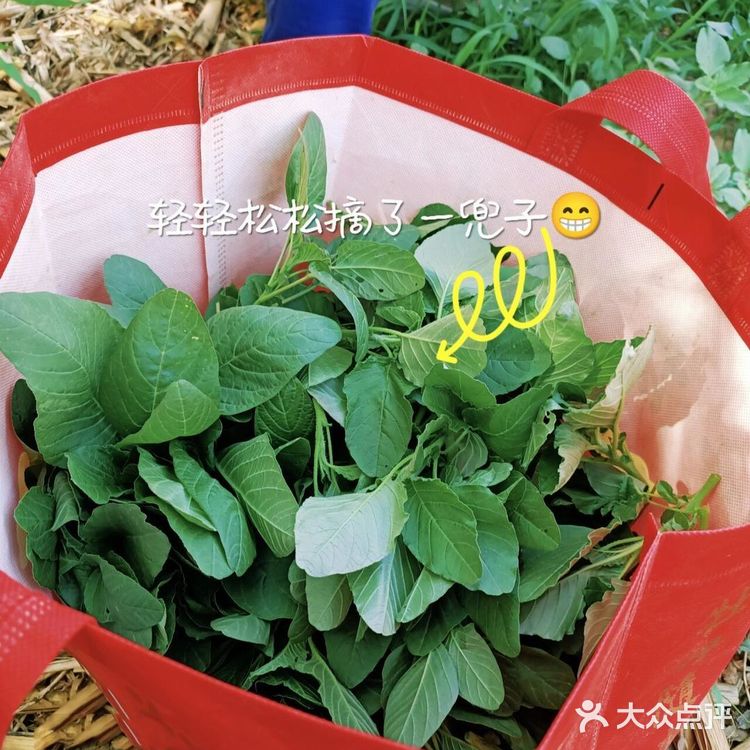 美味野菜之·野苋菜