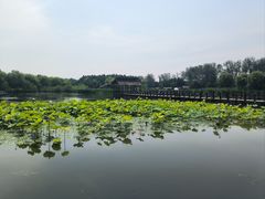 -溱湖国家湿地公园