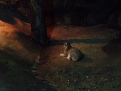 -清迈夜间动物园