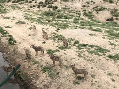 -新疆天山野生动物园