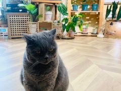 -Rabbit Cafe私房西餐甜点咖啡(栖霞路店)