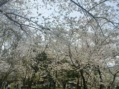 -武汉大学-樱园