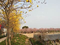-天适樱花悠乐园