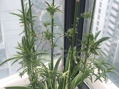 -新湖明珠城