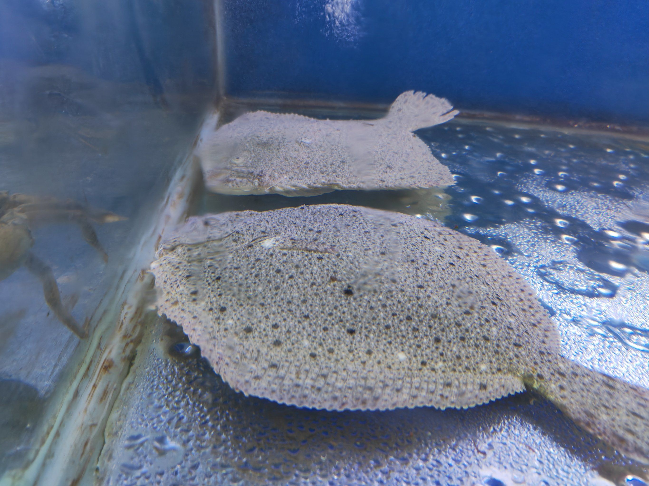 天天领红包 海肠,多宝鱼.了解一下[调