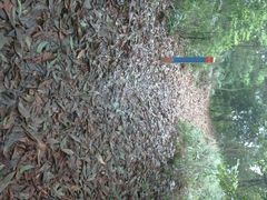 android_upload_pic-火炉山森林公园