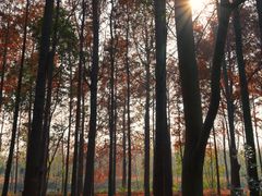 -上海海湾国家森林公园