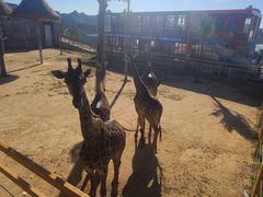 -西霞口神雕山野生动物世界