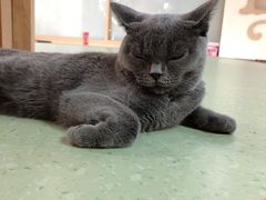 -猫和宫(六道口店)