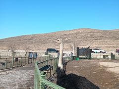 -新疆天山野生动物园