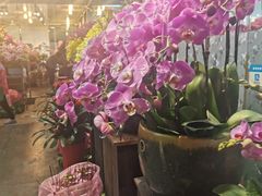 -双季花艺园艺市场(浦东店)
