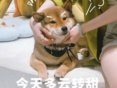 -柴务处·柴犬主题狗咖