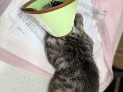 -贝来恩24H动物医院·转诊中心(稻香路店)