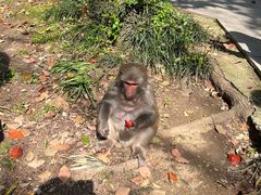 -苏州上方山国家森林公园