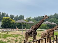 -北京野生动物园