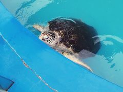 -北戴河圣蓝海洋公园