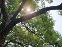 -东湖落雁景区