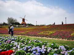 -杭州湾海上花田景区