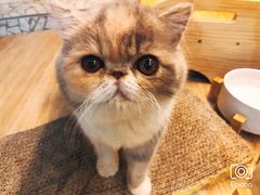 -momokira米努特·德文卷毛猫·棉花面纱犬
