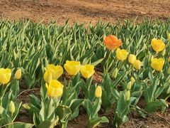-石家庄市植物园