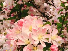 -海棠花溪(元大都城垣遗址公园)