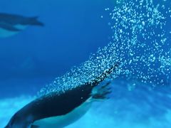 -海合安天津极地海洋公园