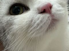 -四月宠物医院·猫专科·心脏专科·内科(转塘店)