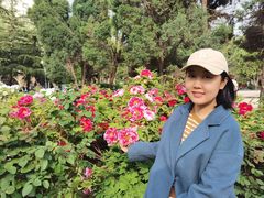 -西苑公园