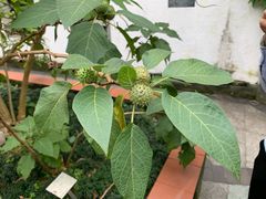 -广州神农草堂中医药博物馆